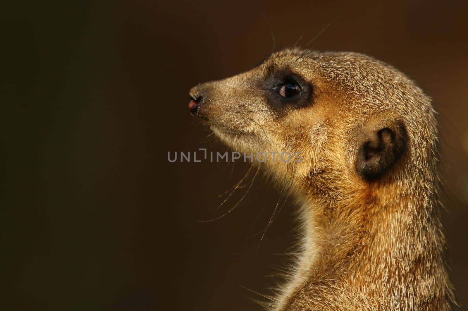 Meerkat portrait