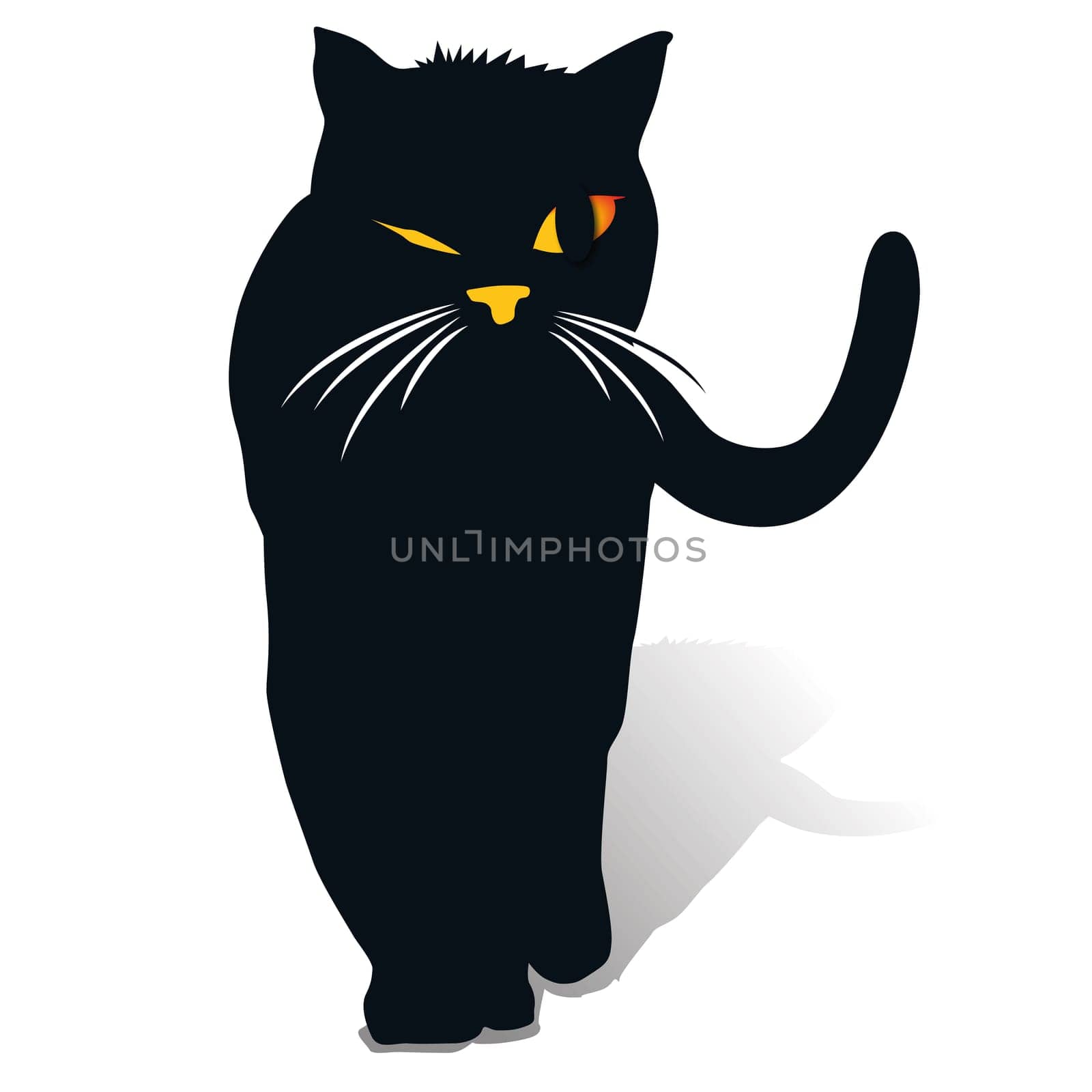 Black cat
