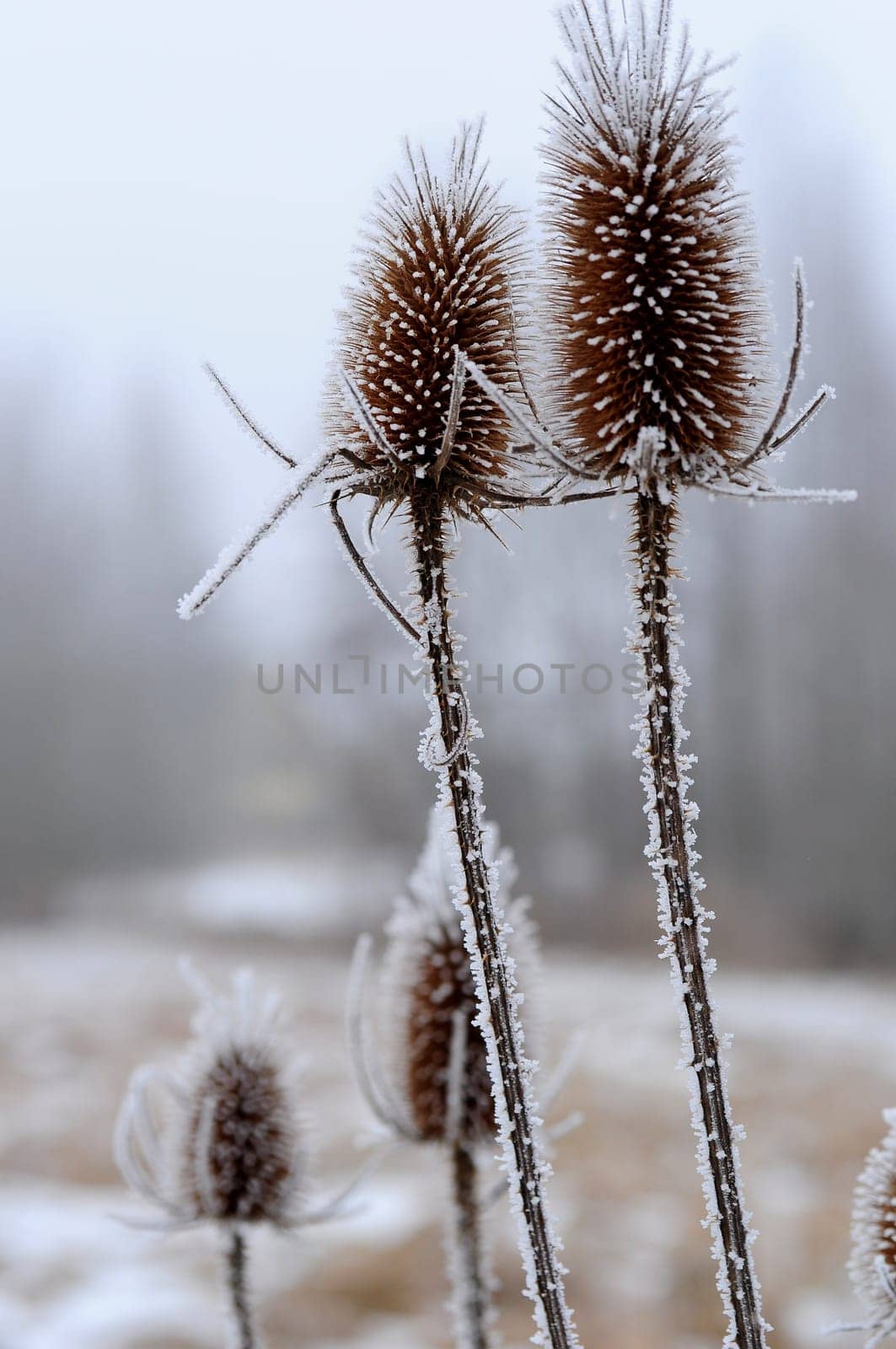 Wild teasel
