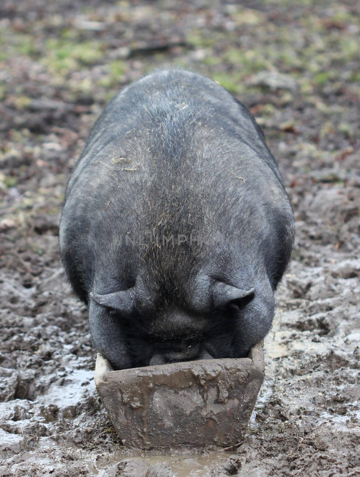 Pot-bellied pig in the feeding trough