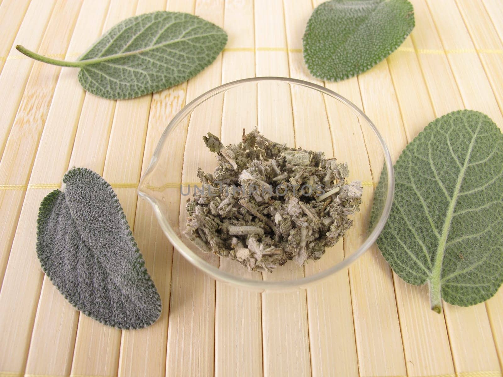 Sage leaves,Salviae folium
