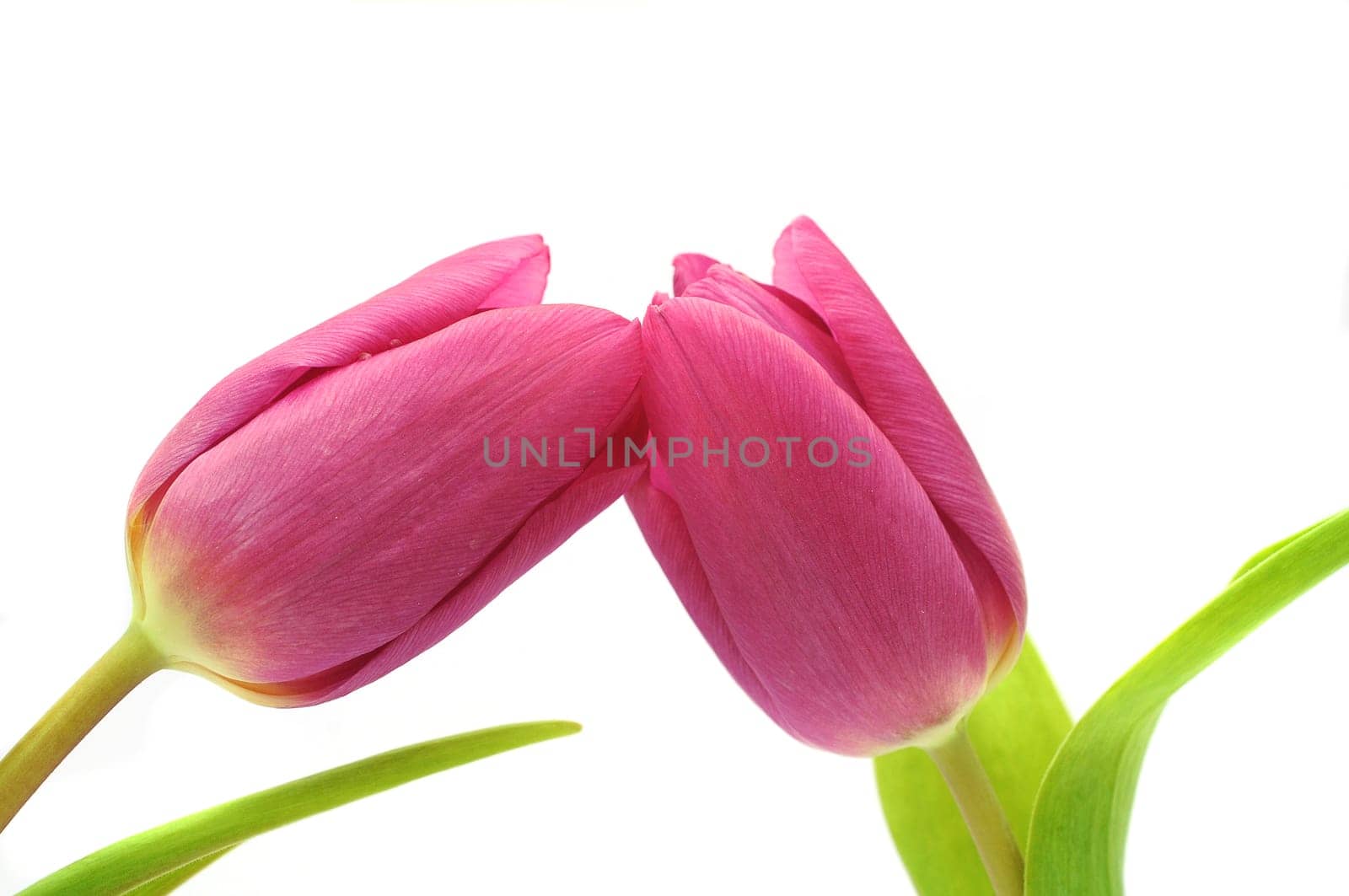 two tulips