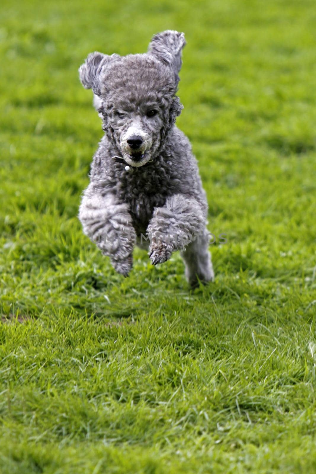 Running Poodle