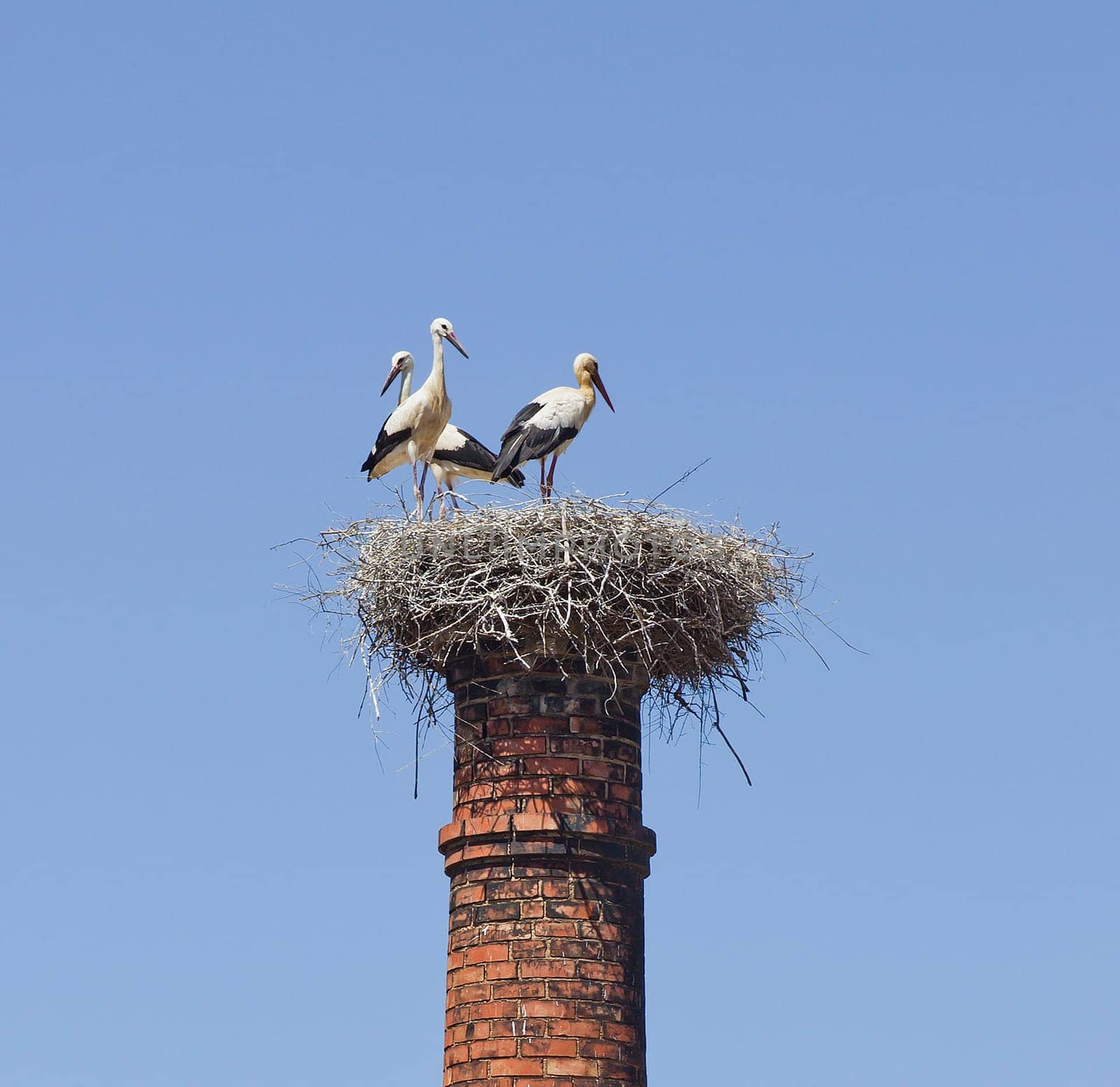 Close-up of a white stork nest in Portugal
