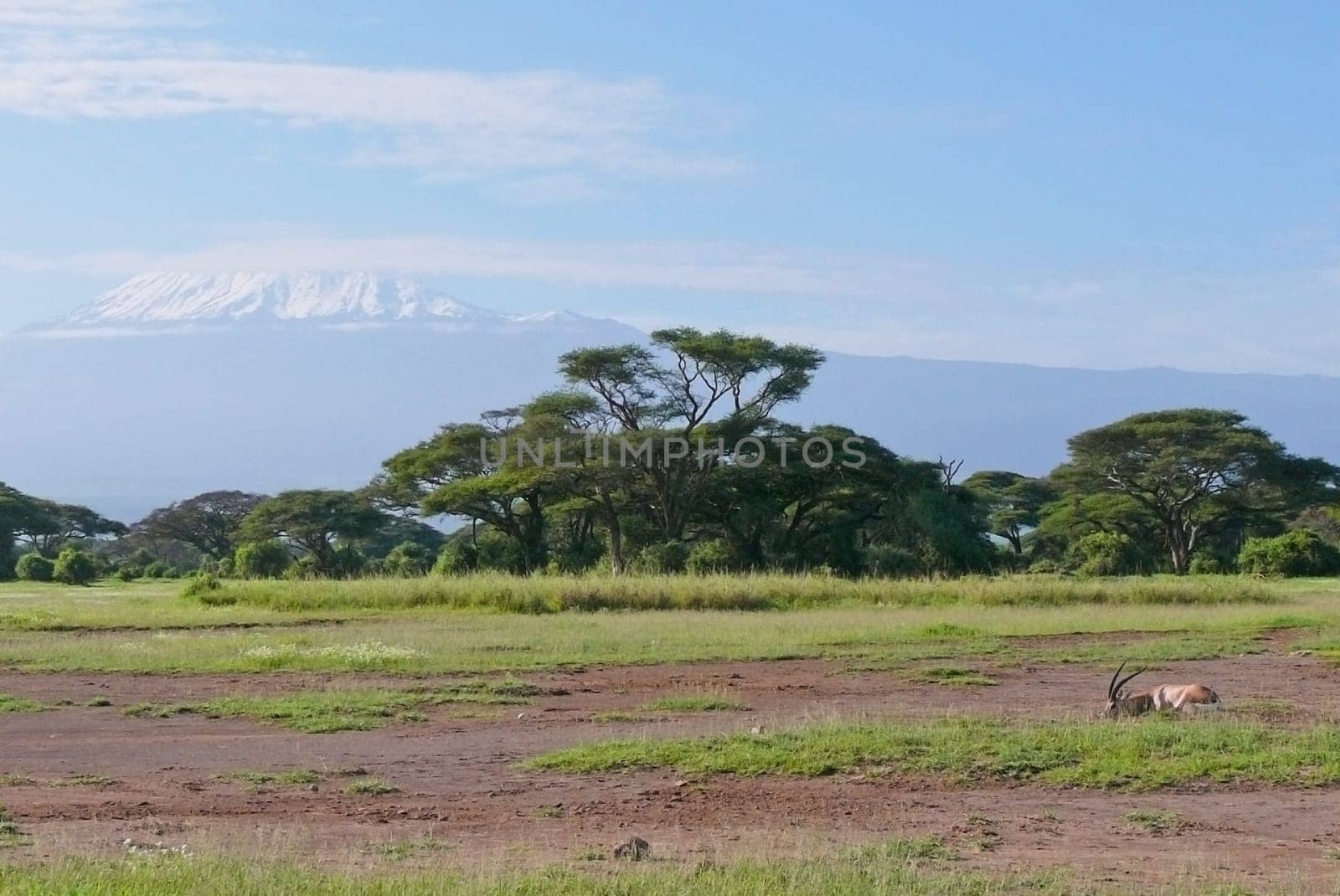 Landscape with snow covered peak of Kilimanjaro in Kenya