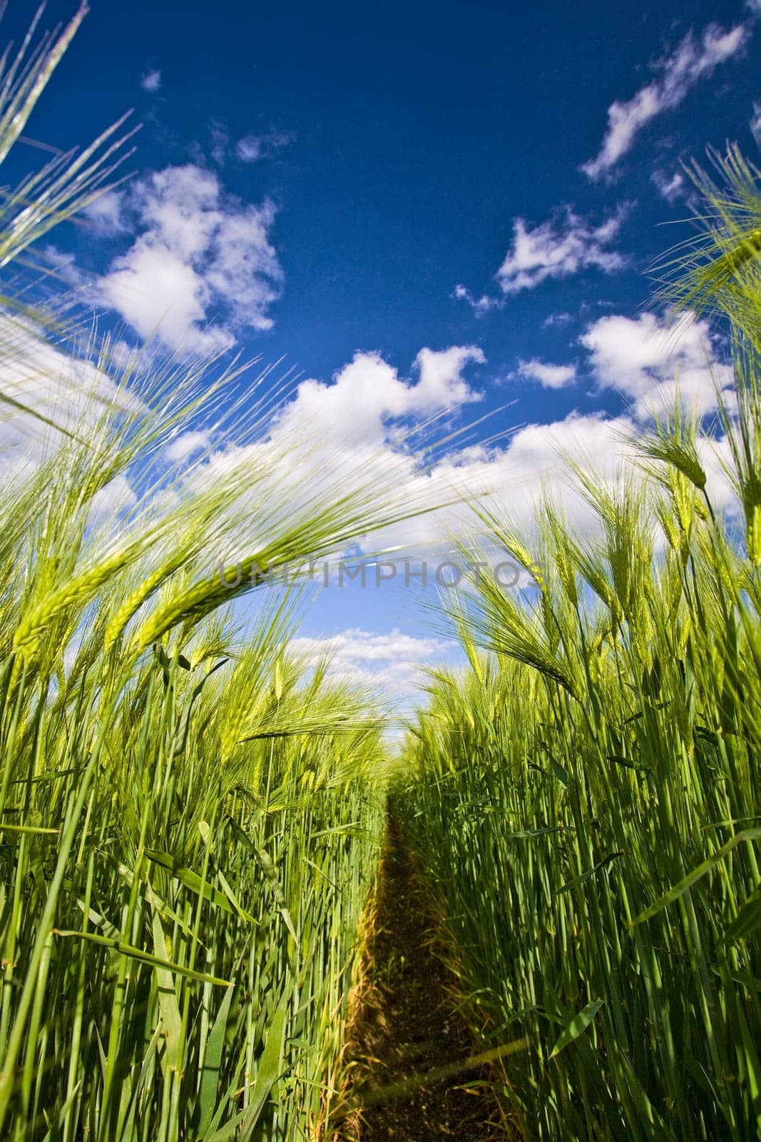 View of the clumps of rye from the bottom