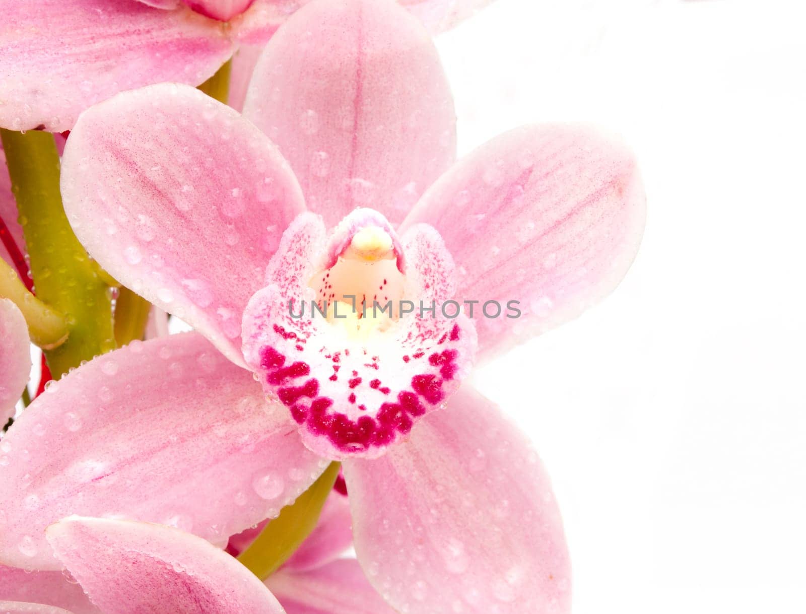 Detail of Pink Orchid on White Background