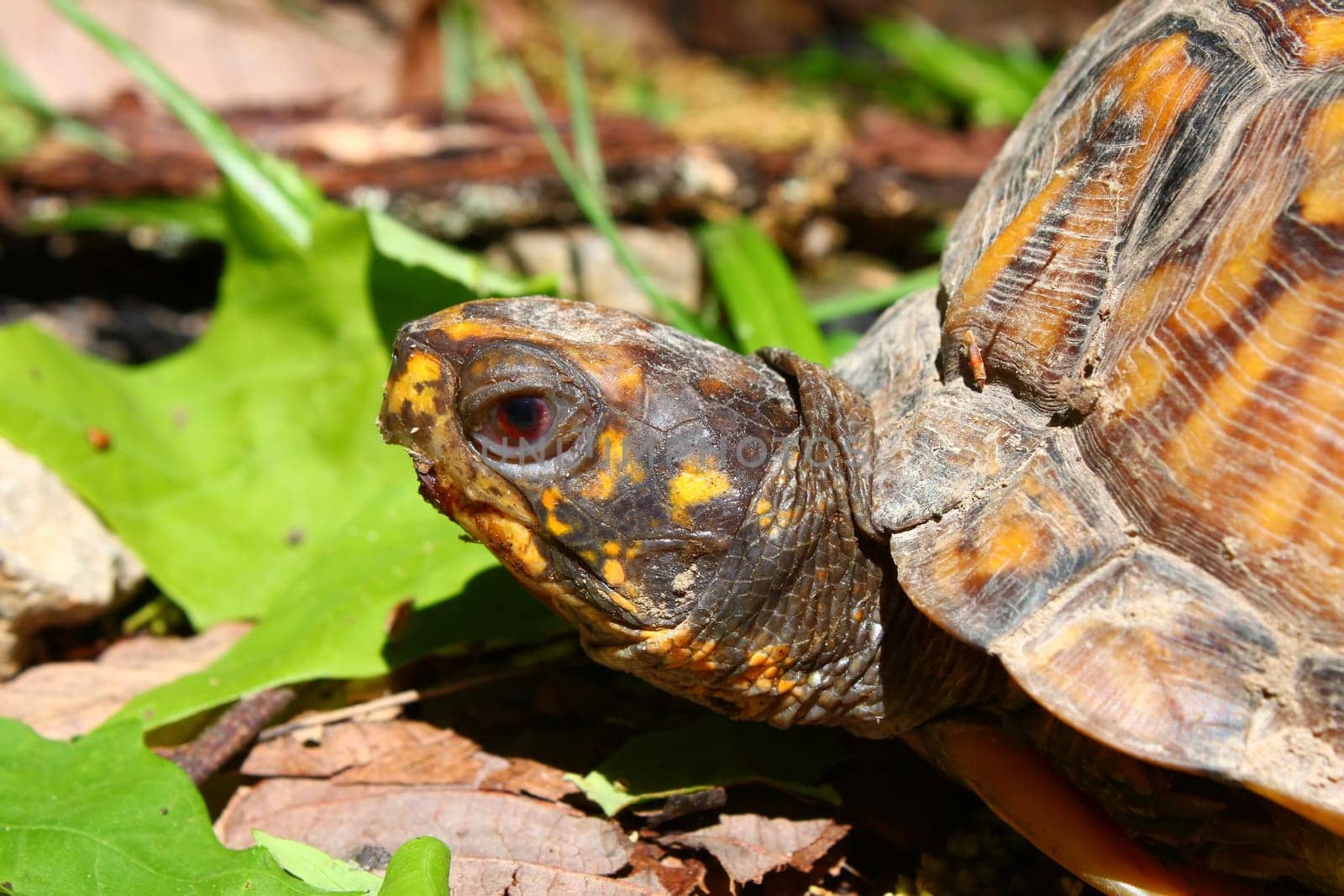 A Box Turtle (Terrapene carolina) at Monte Sano State Park - Alabama.