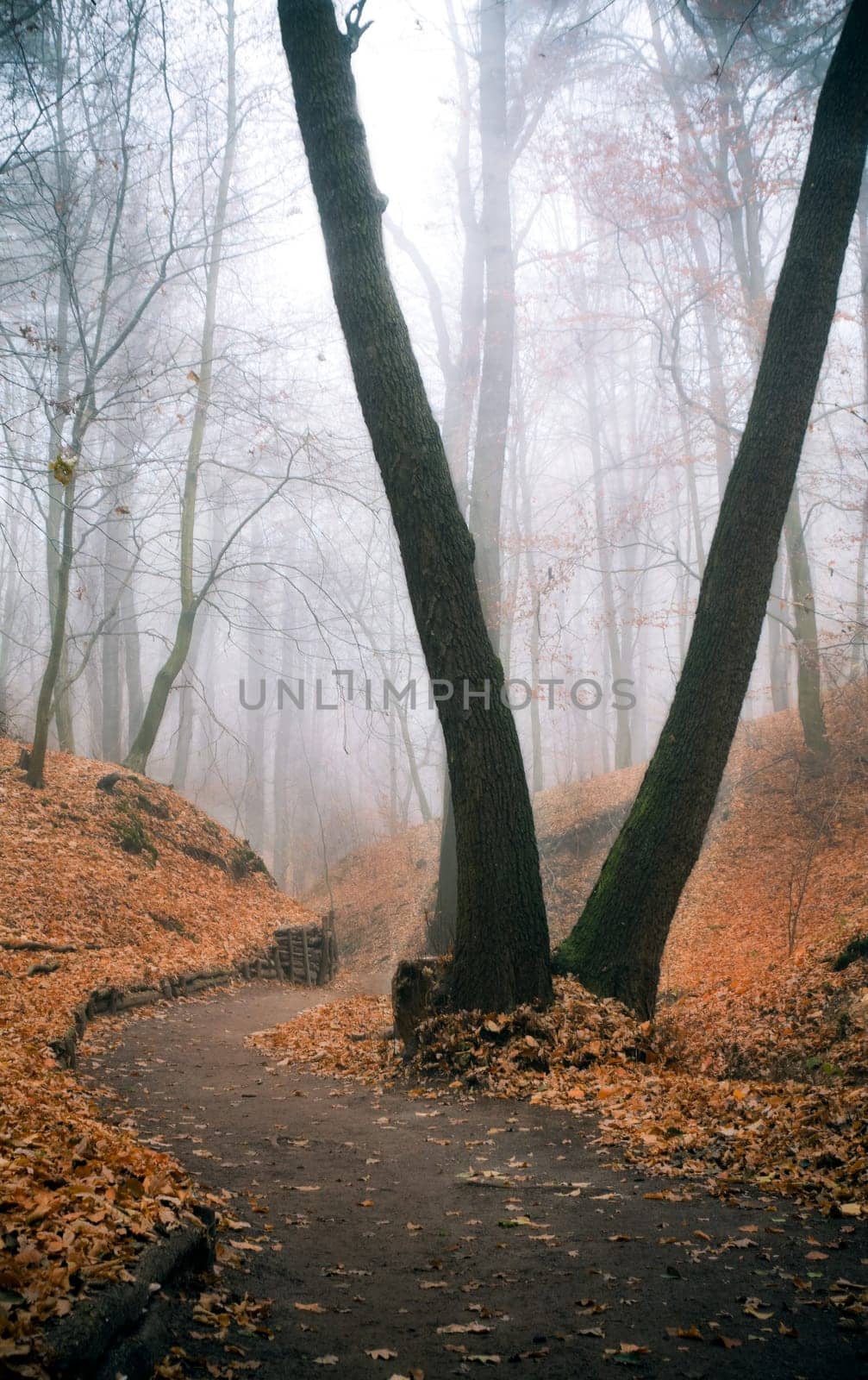 autumn forest