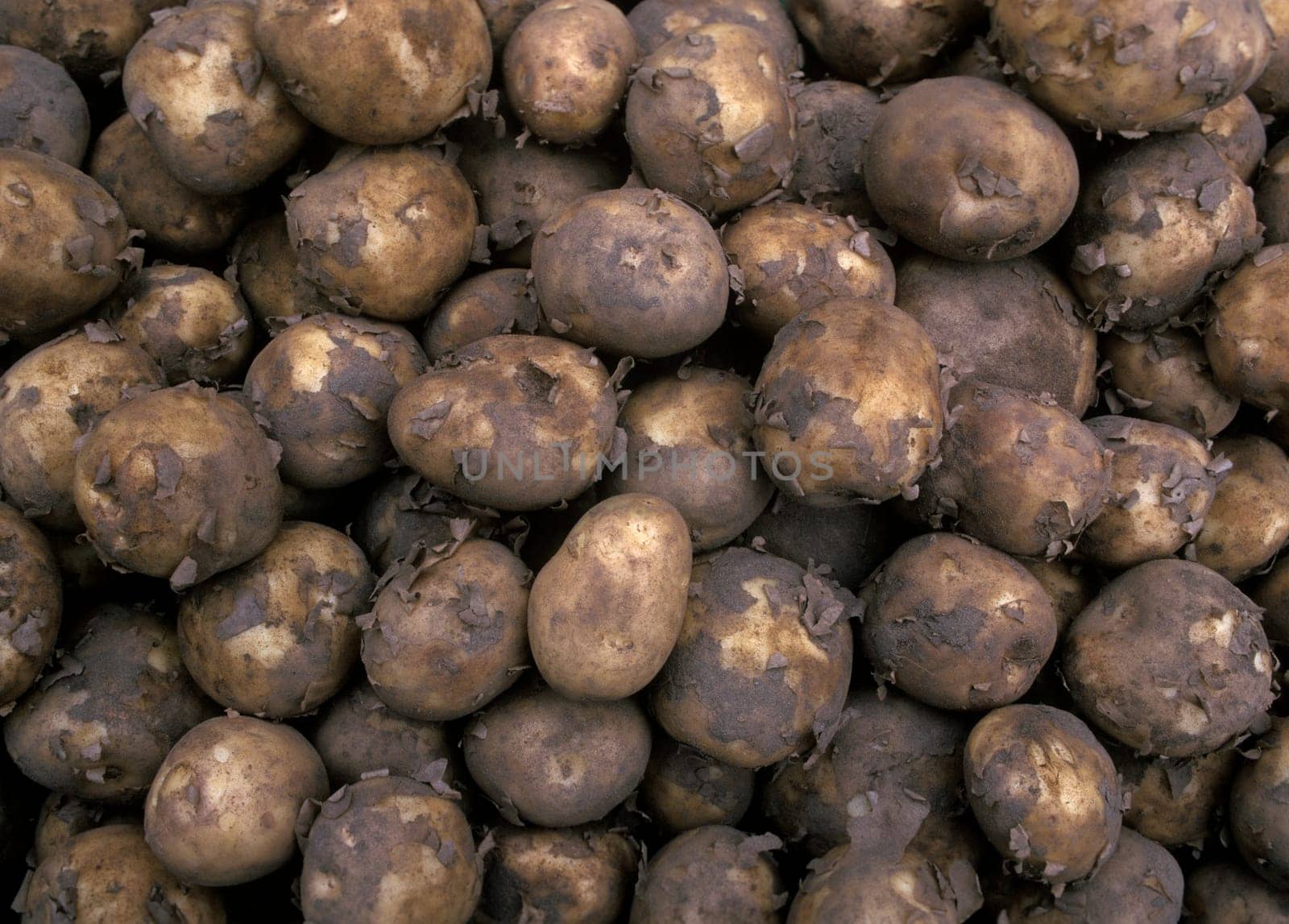 Full Frame of Potatoes