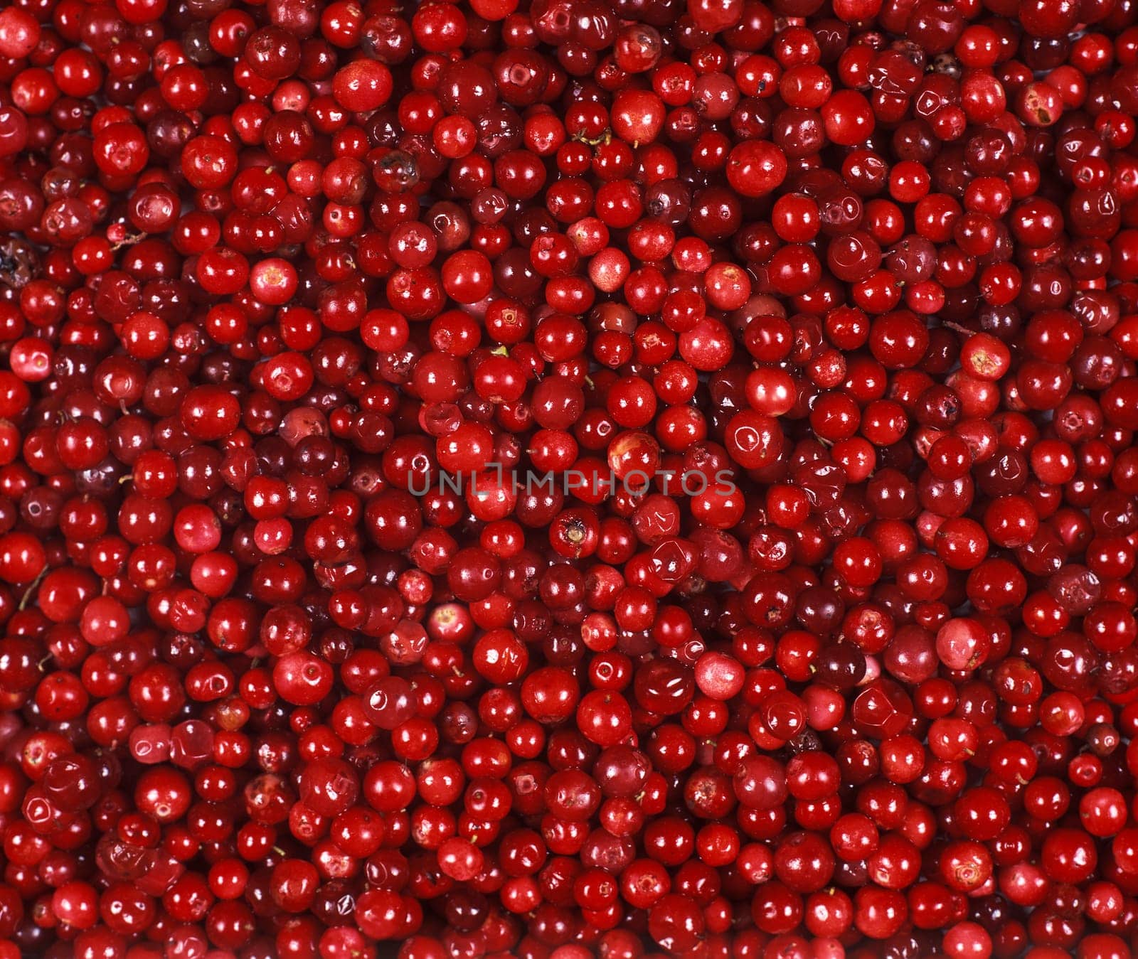 Full Frame of Lingonberries