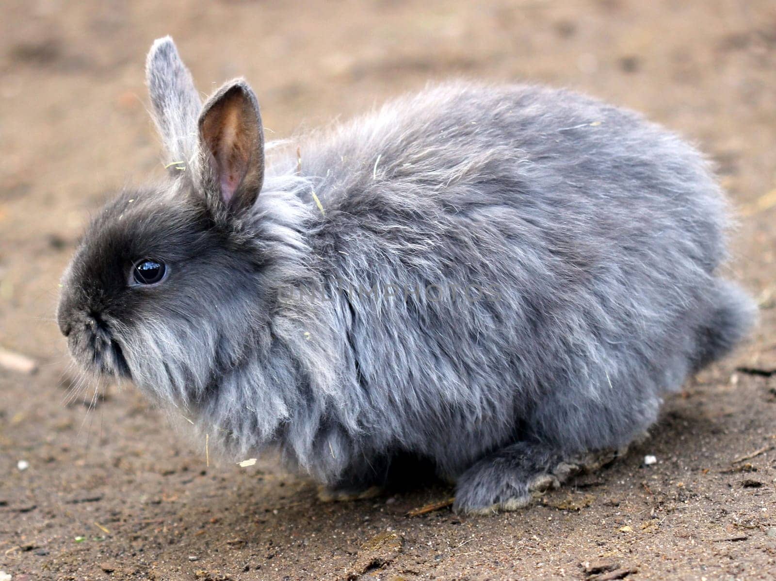 Lionhead dwarf rabbits at Sababurg Zoo