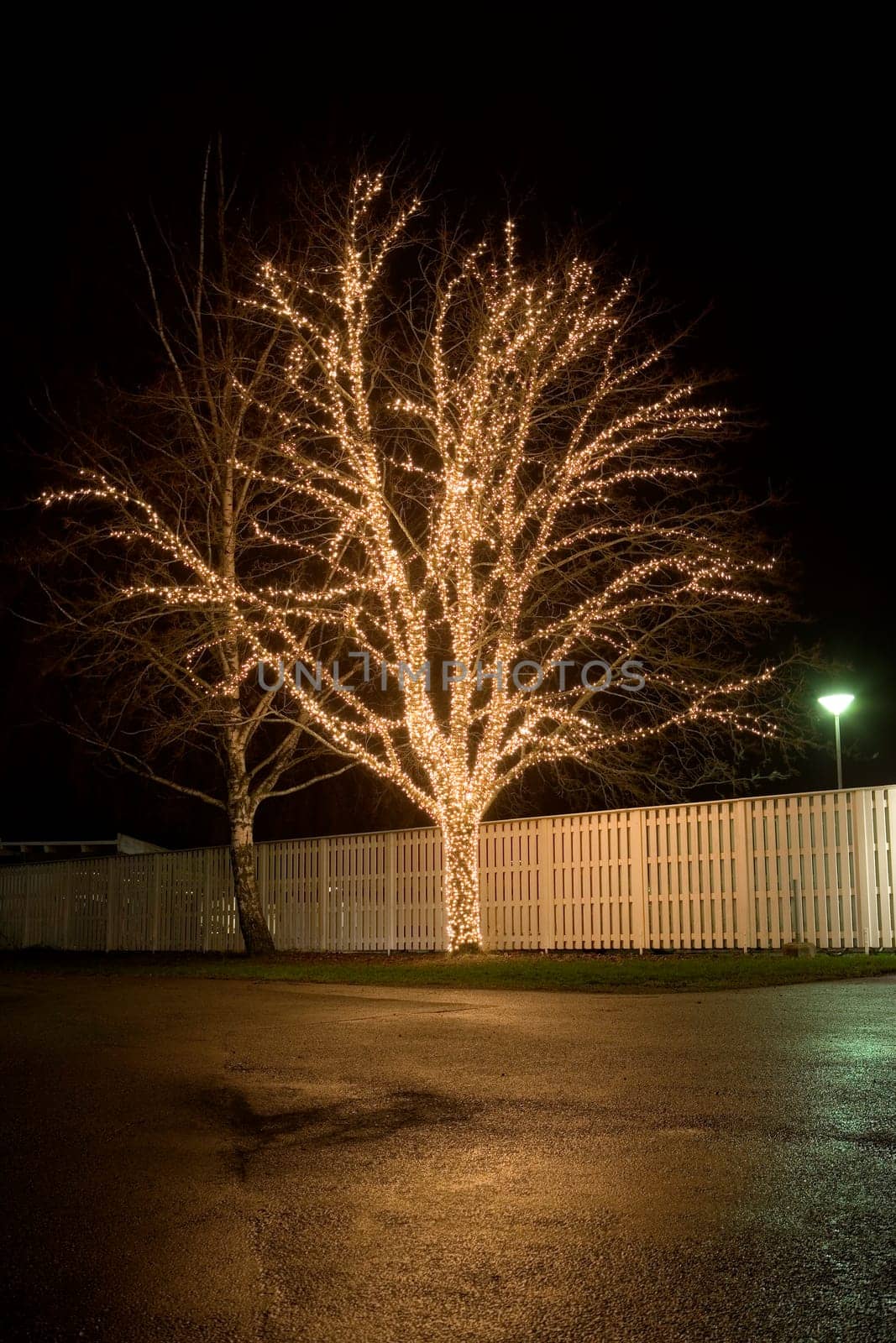 Christmas Decorated tree at night