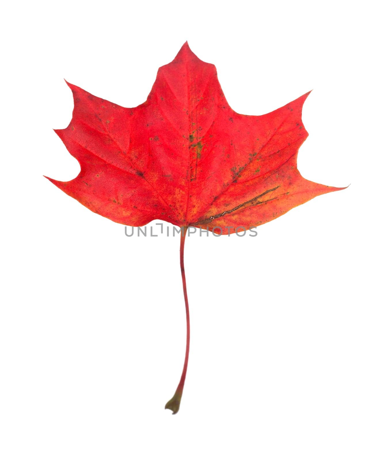 Maple Leaf isolated on white background