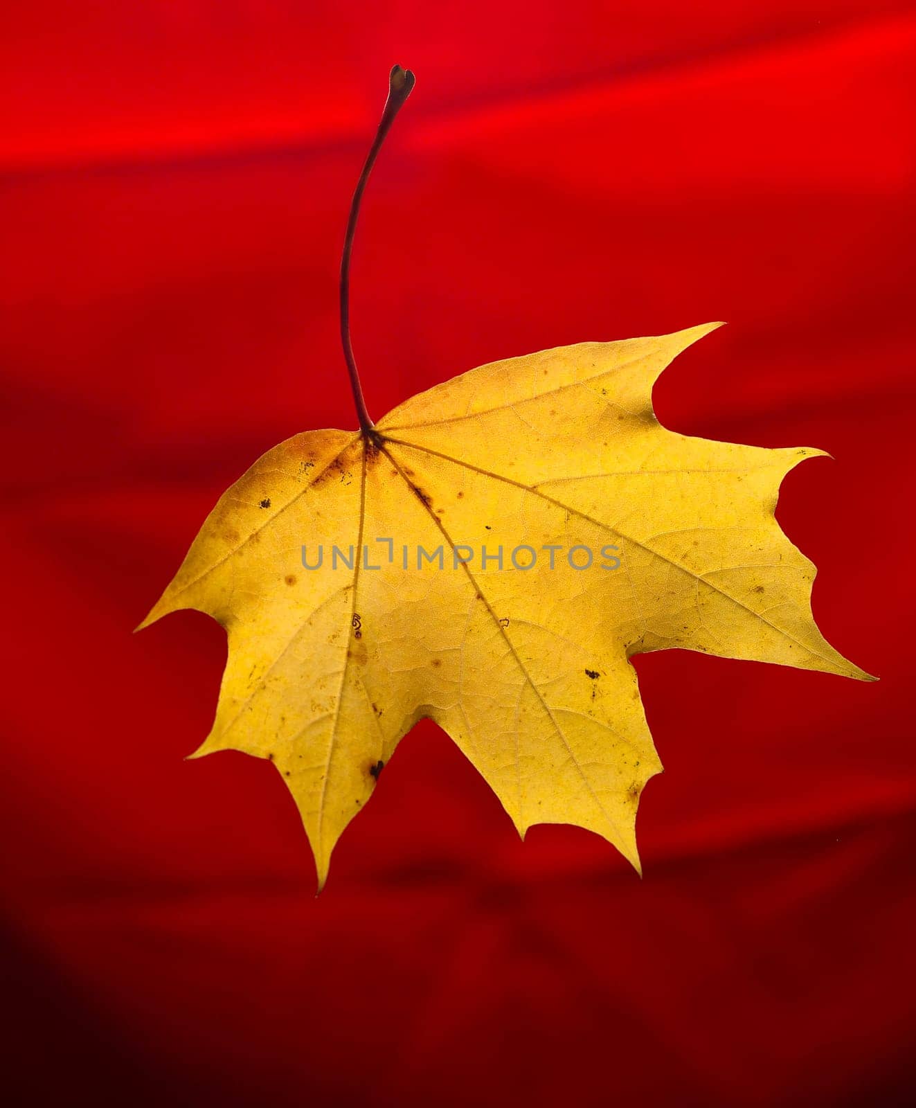 Maple Leaf isolated on Red background