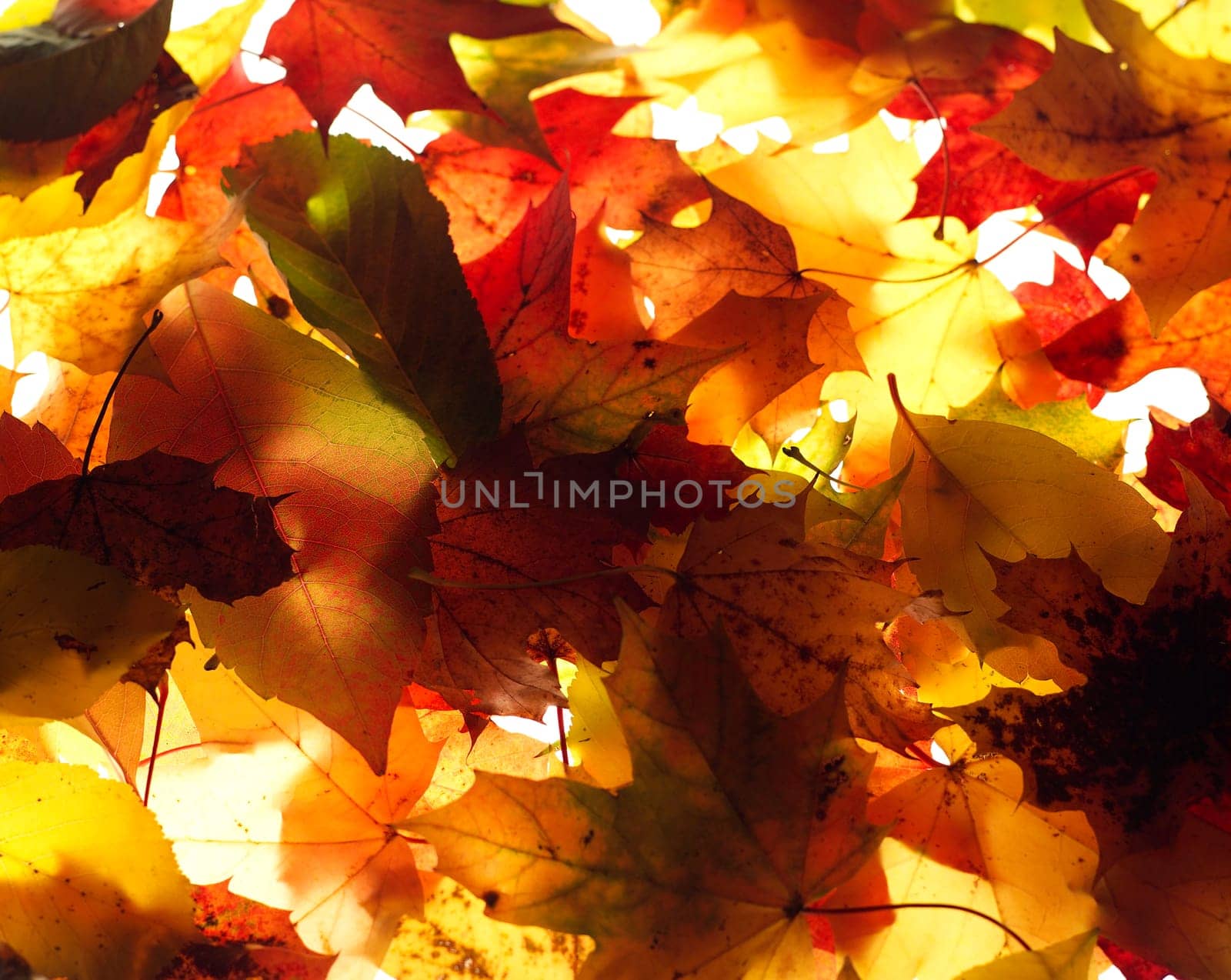 Close up of Autumn Leafs