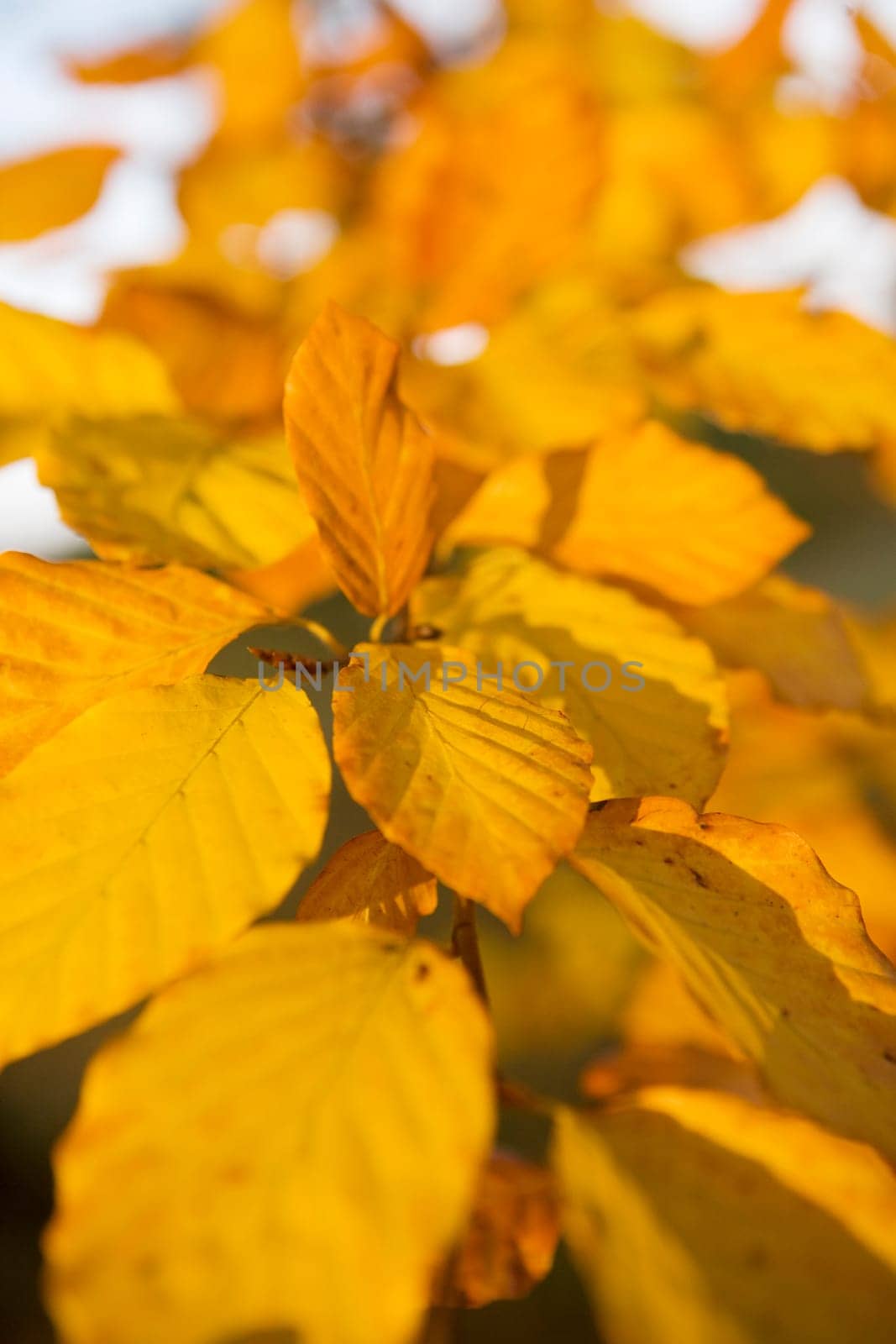 Yellow Leafs with selective focus