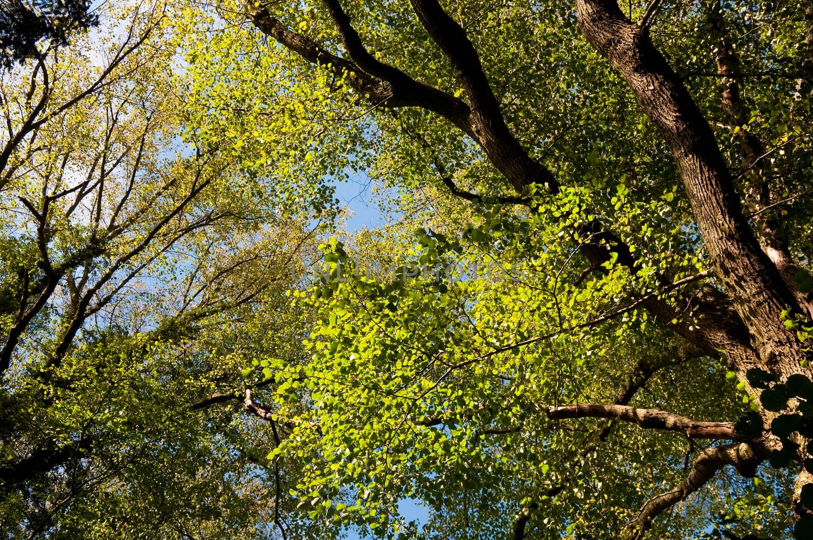 Green trees foliage in spring, seasonal concept