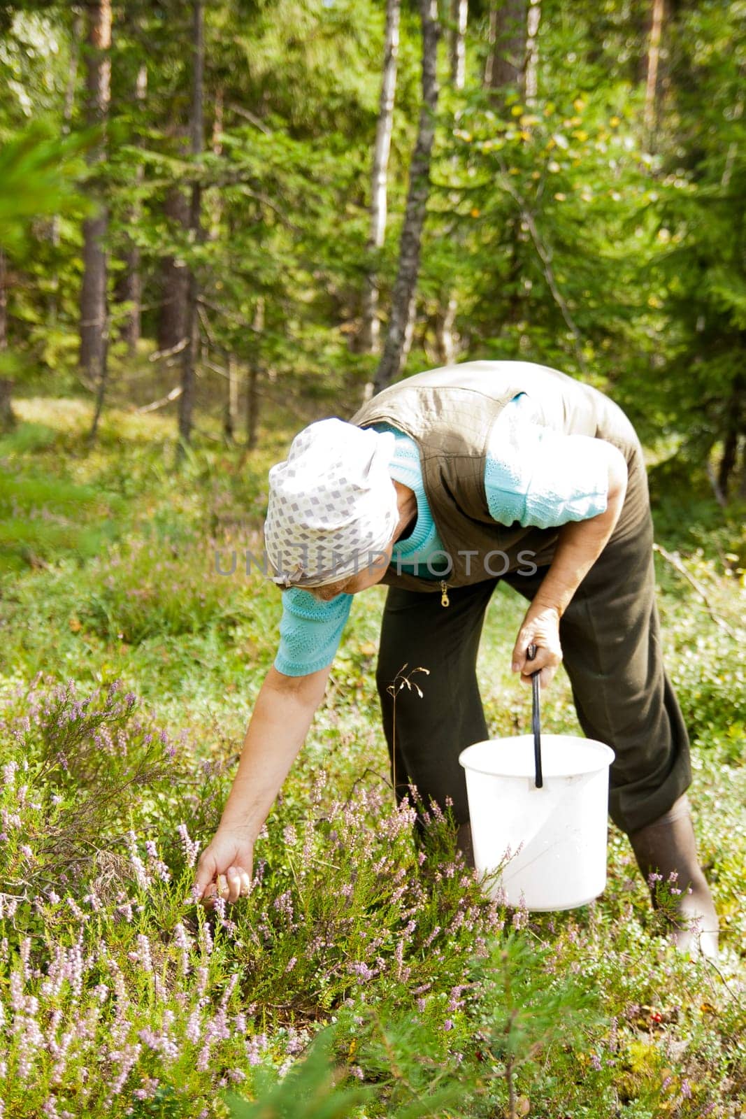 old woman in the woods picking berries