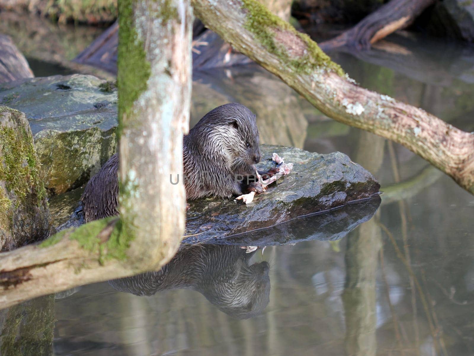 Feeding otter at Sababurg Zoo