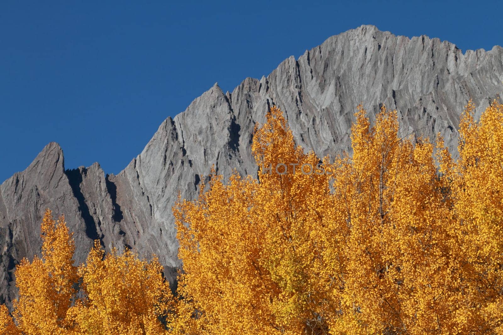 Autumn Aspen Trees with the Sawback Range in the Canadian Rockies