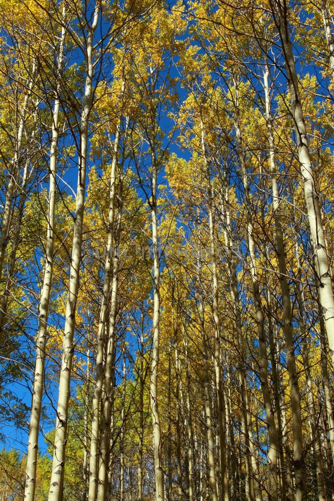Grove of autumn aspen trees with bright blue sky