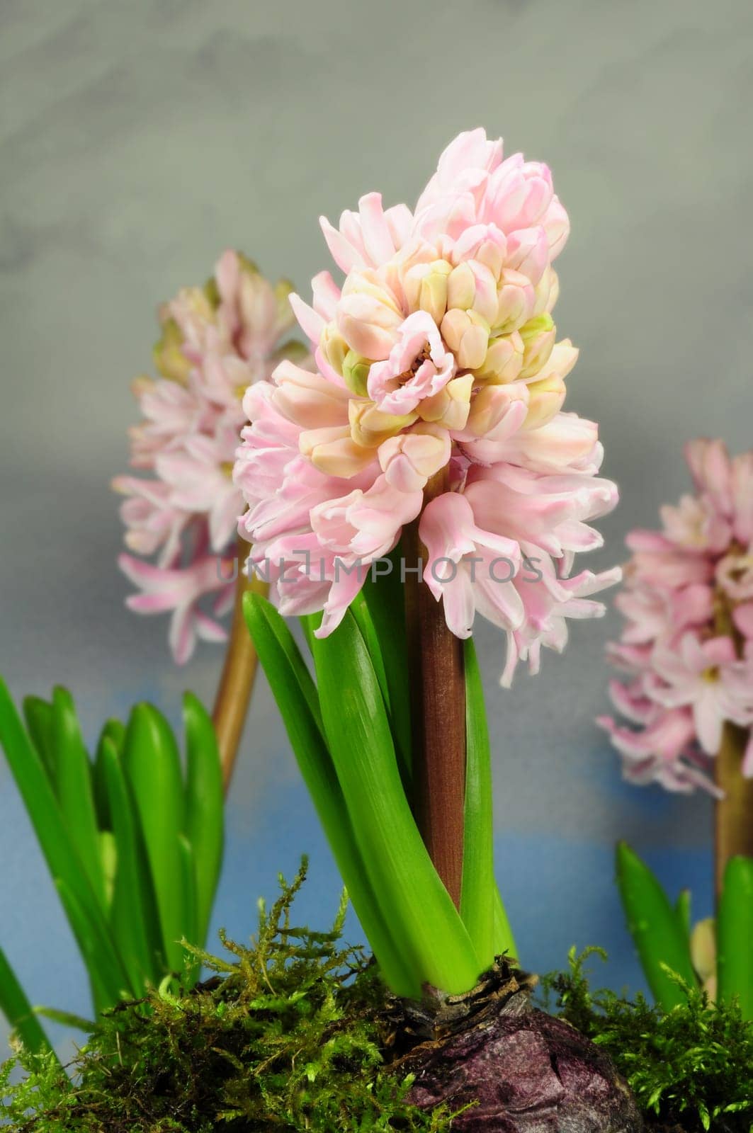 Hyacinths