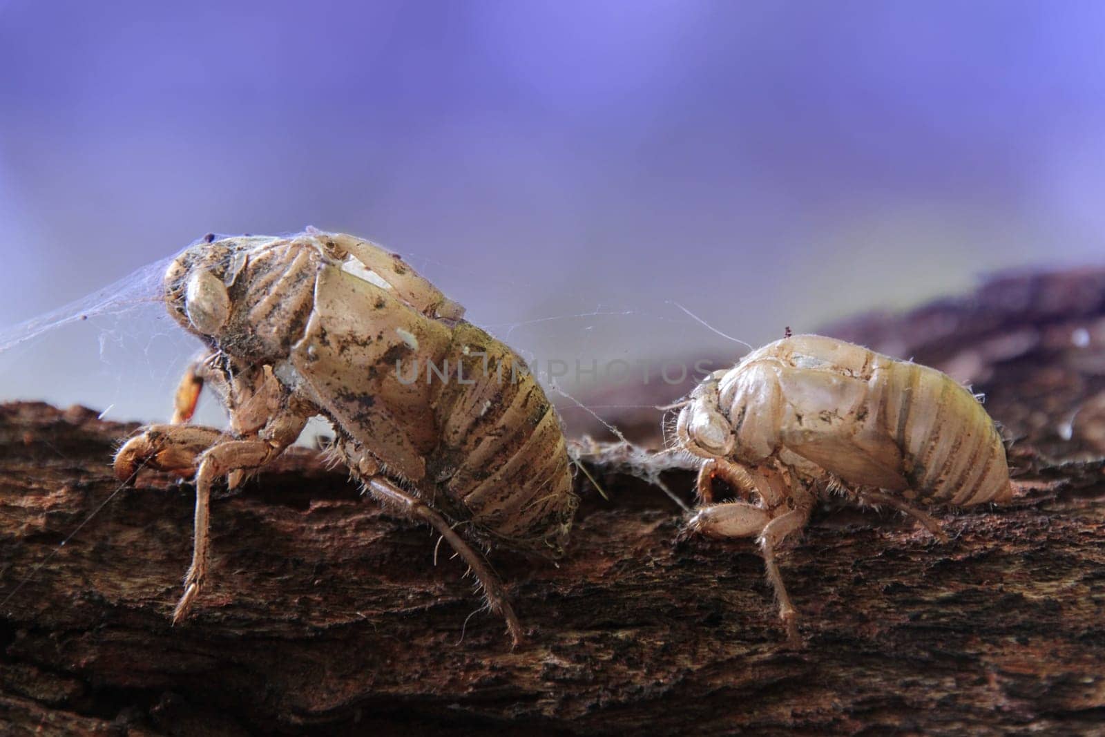 Two old cicada shells playing follow the leader.