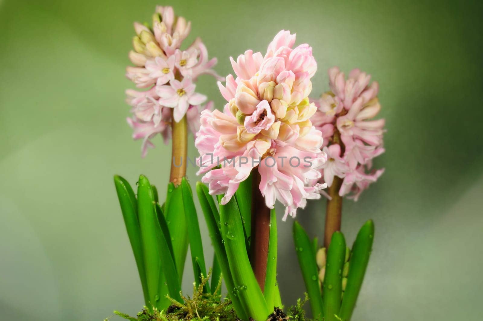 Hyacinths