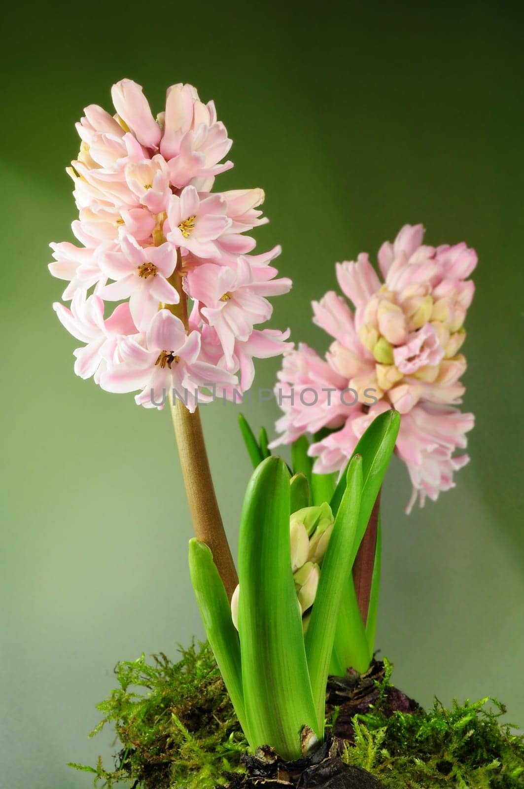 Hyacinths