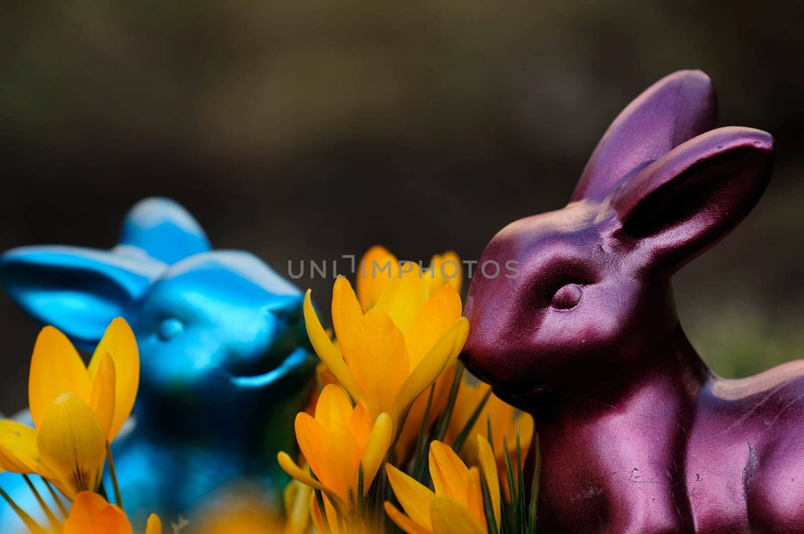 Easter crocuses