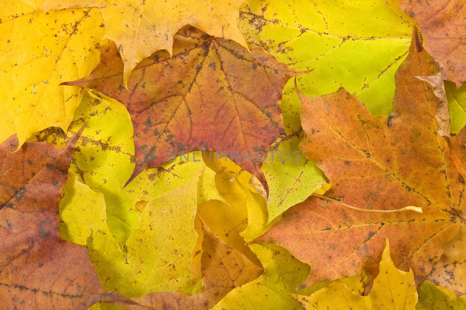 autumnal background with old color maple leaves