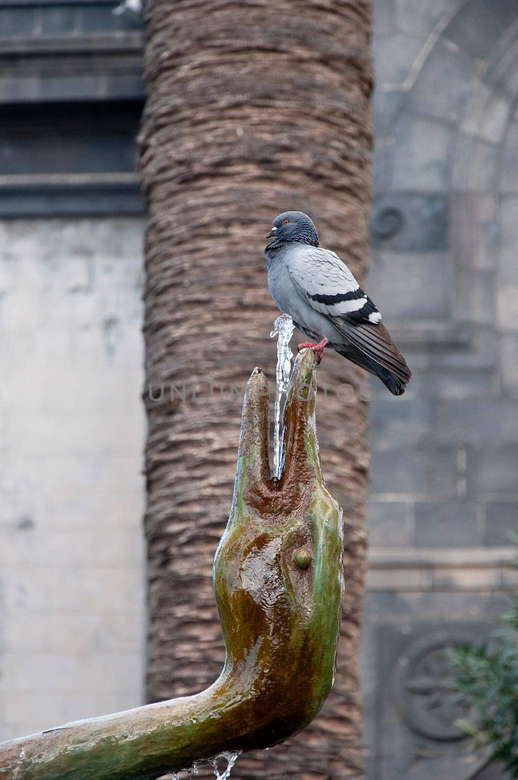 Dove on swan statue