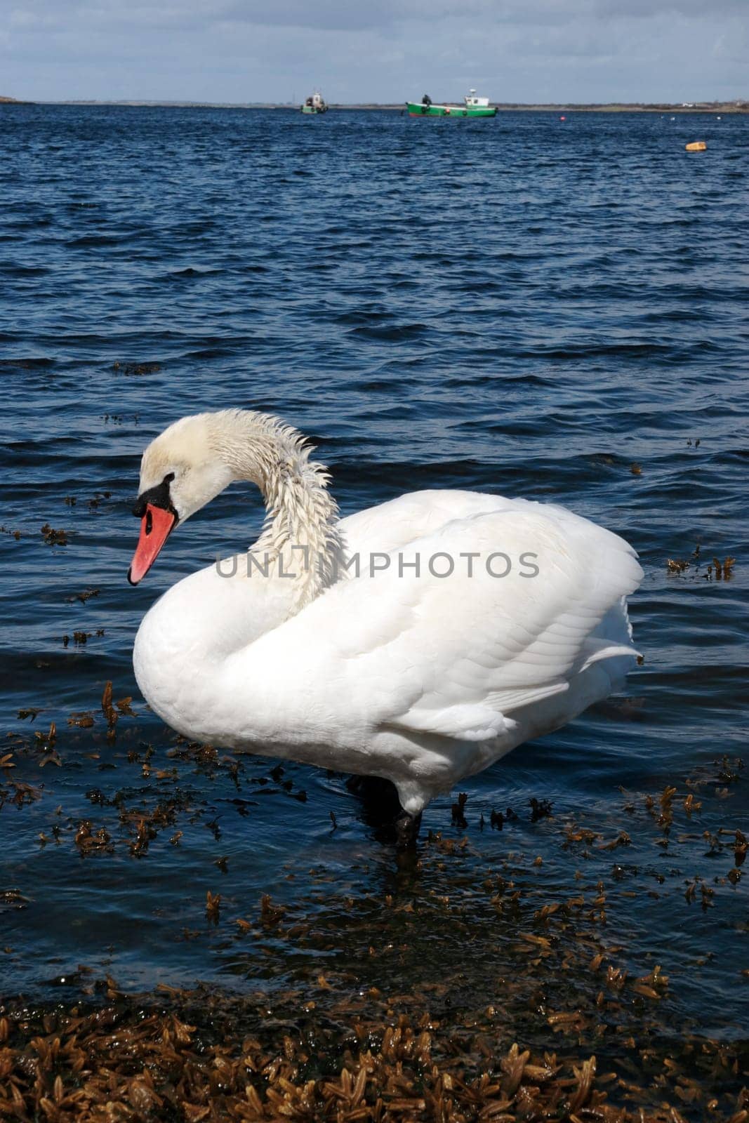 a lone white beautiful swan in the water