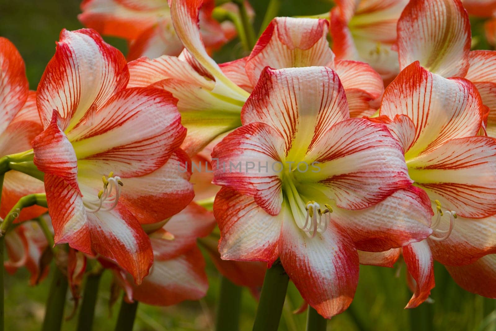 Red and White Flowers in a Garden