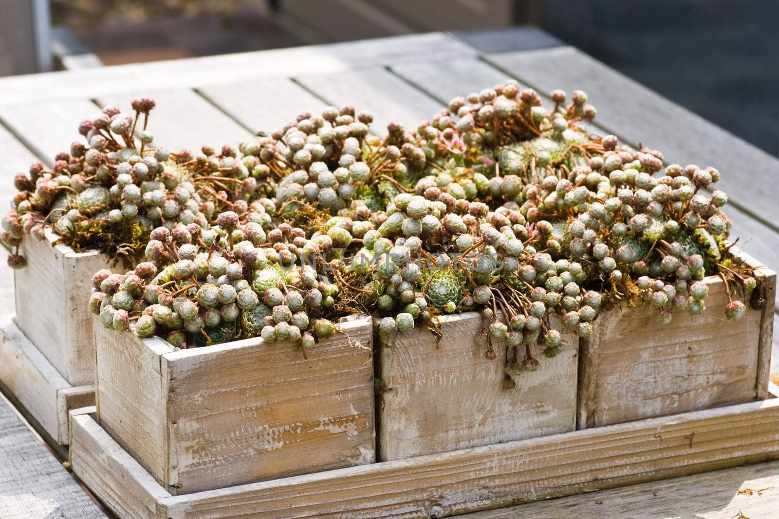 Wooden boxes with Sempervivum plants as a table decoration in the garden in summer