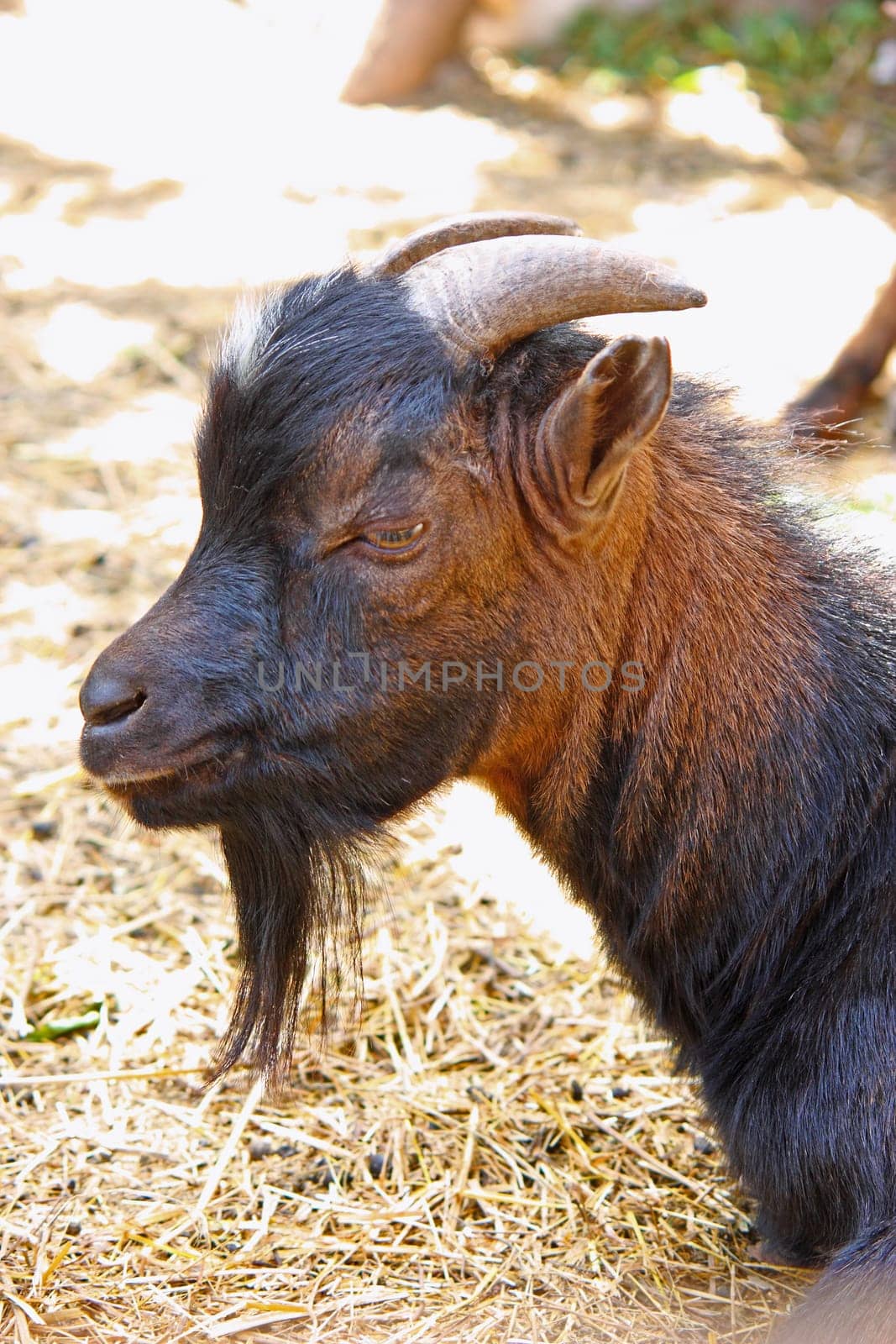 Head of small capricorn on a sunny day