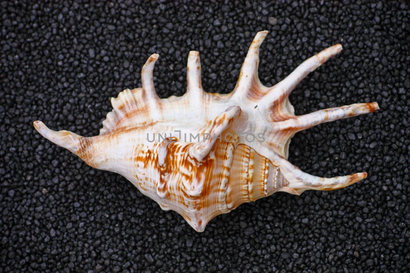 Seashell isolated on black background