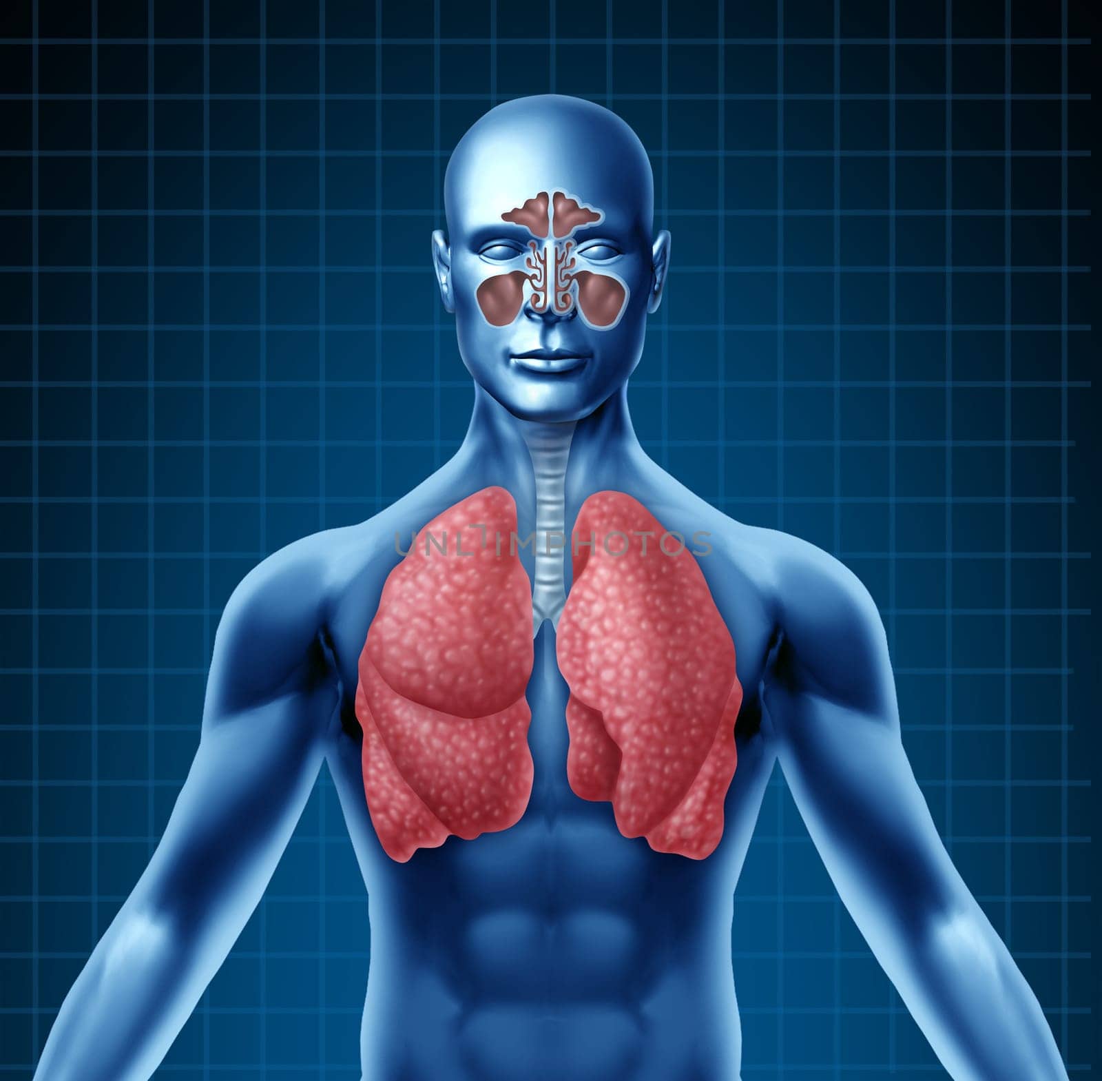 Human sinus with nasal cavity and respiratory system represented by a blue human figure with lungs showing the medical health care symbol for breathing and inhaling after a cold and flu viral attack.