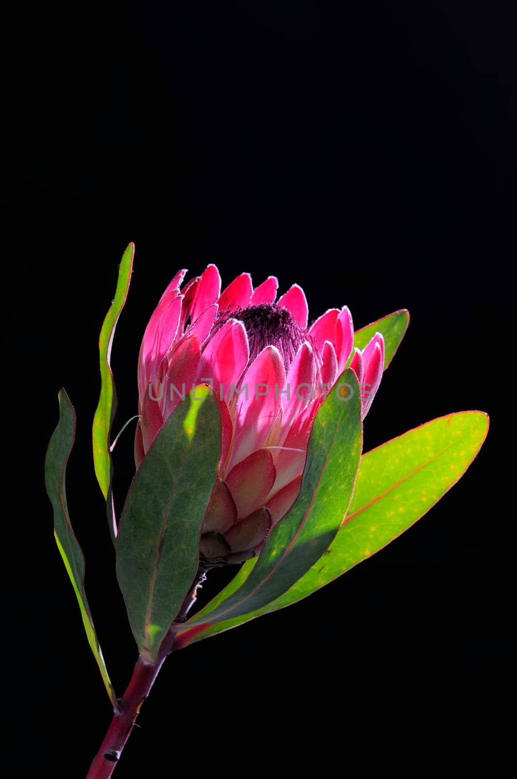 Protea