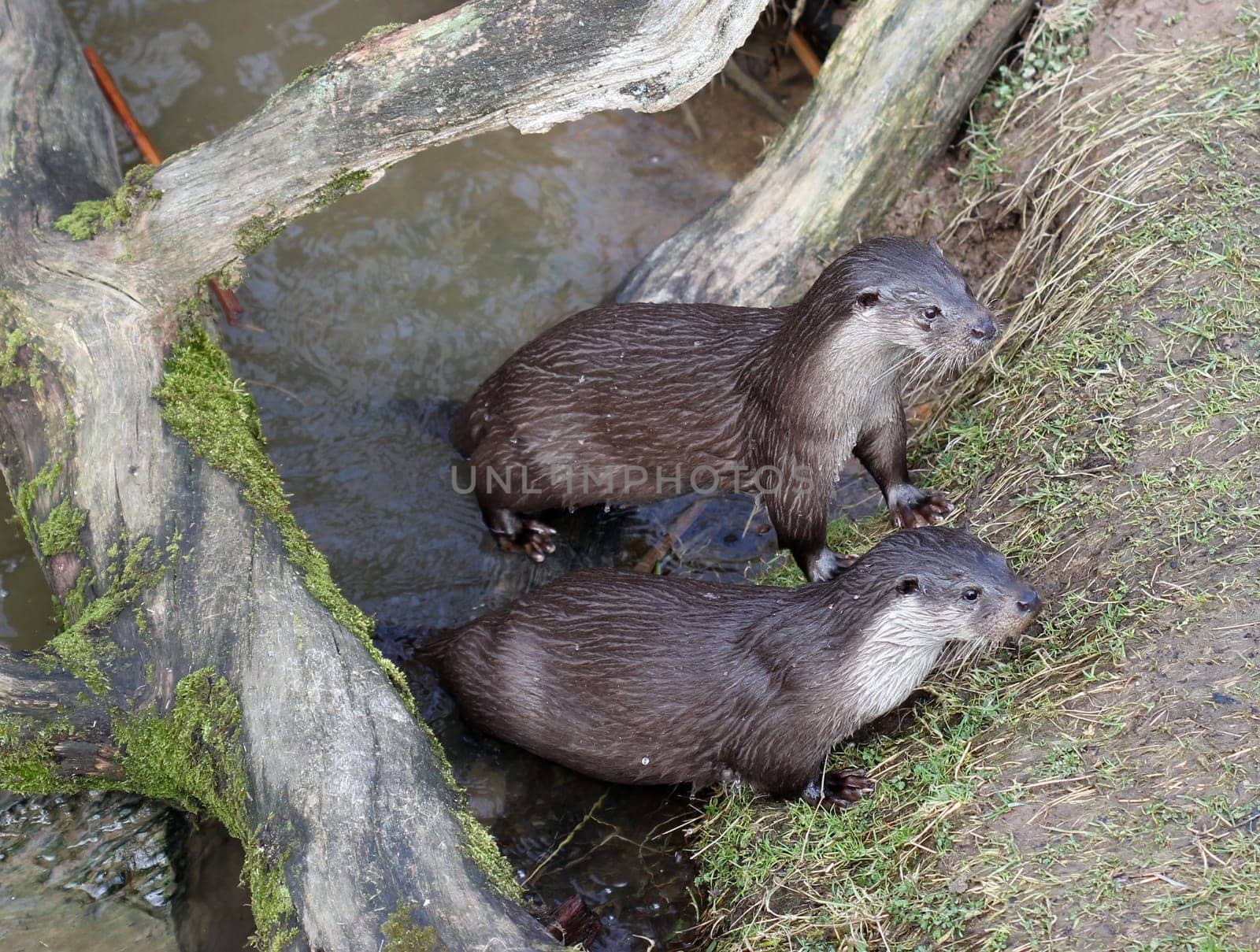 Two otters at Sababurg Zoo