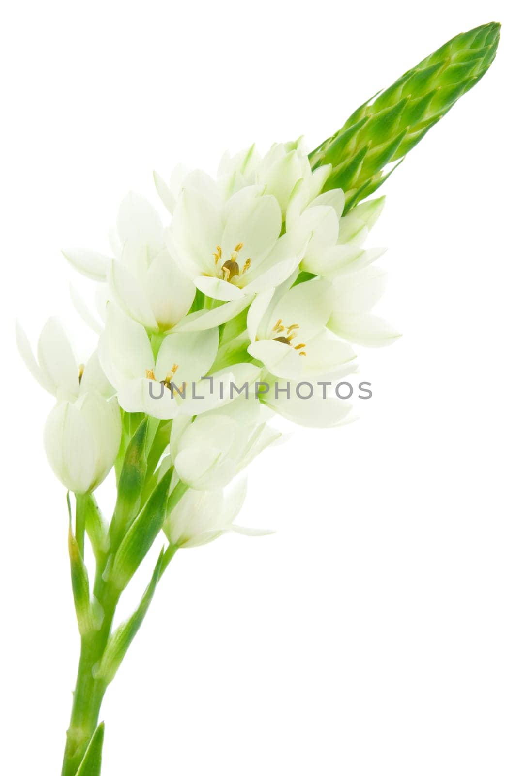 white flower bloom isolated on white background