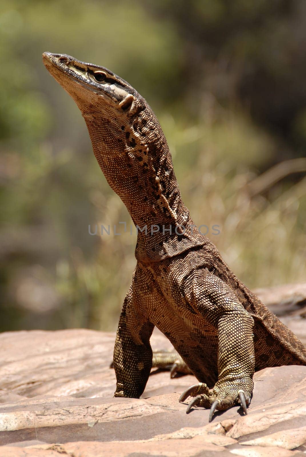 Gould's monitor lizard