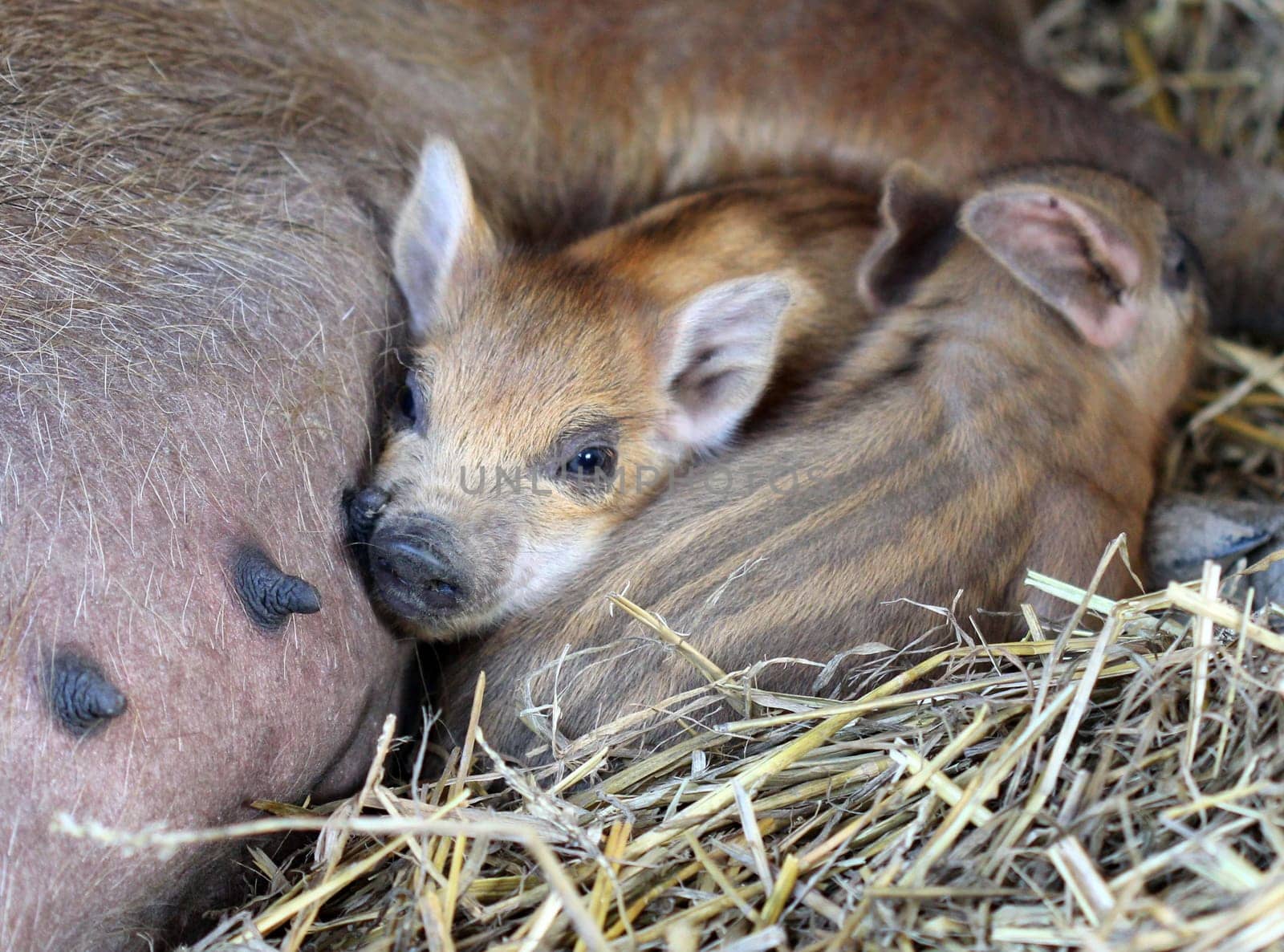 Two newborn woolly piglets at Sababurg Zoo