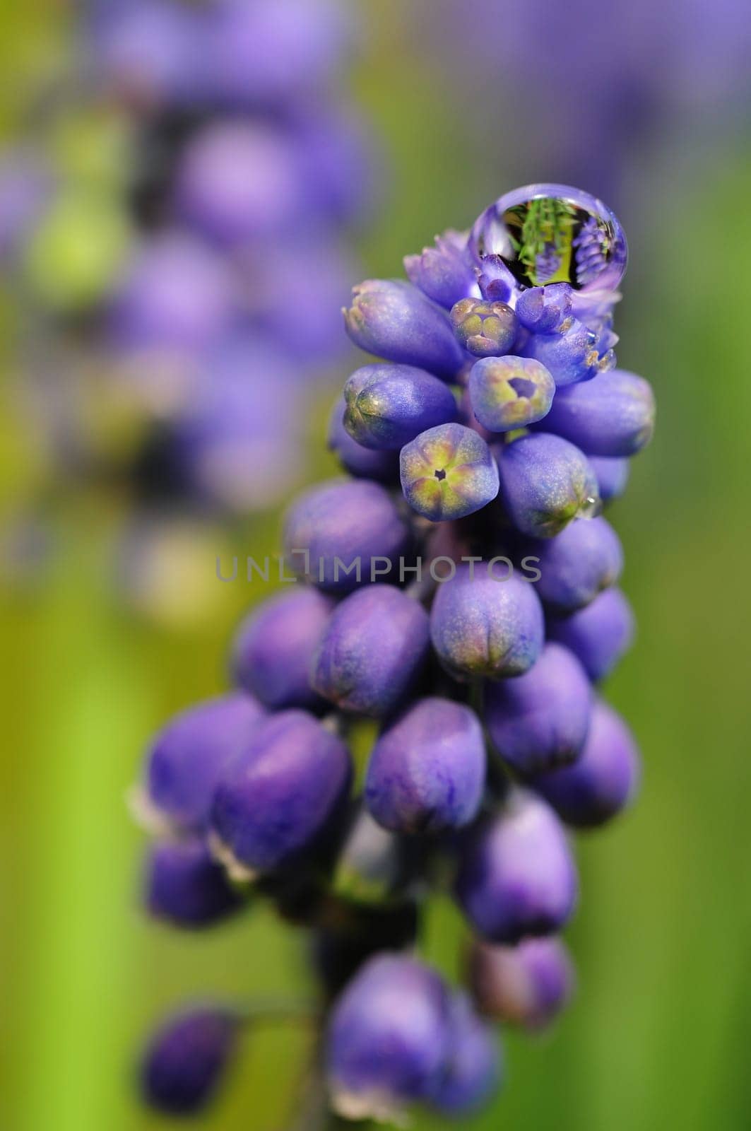 Hyacinths