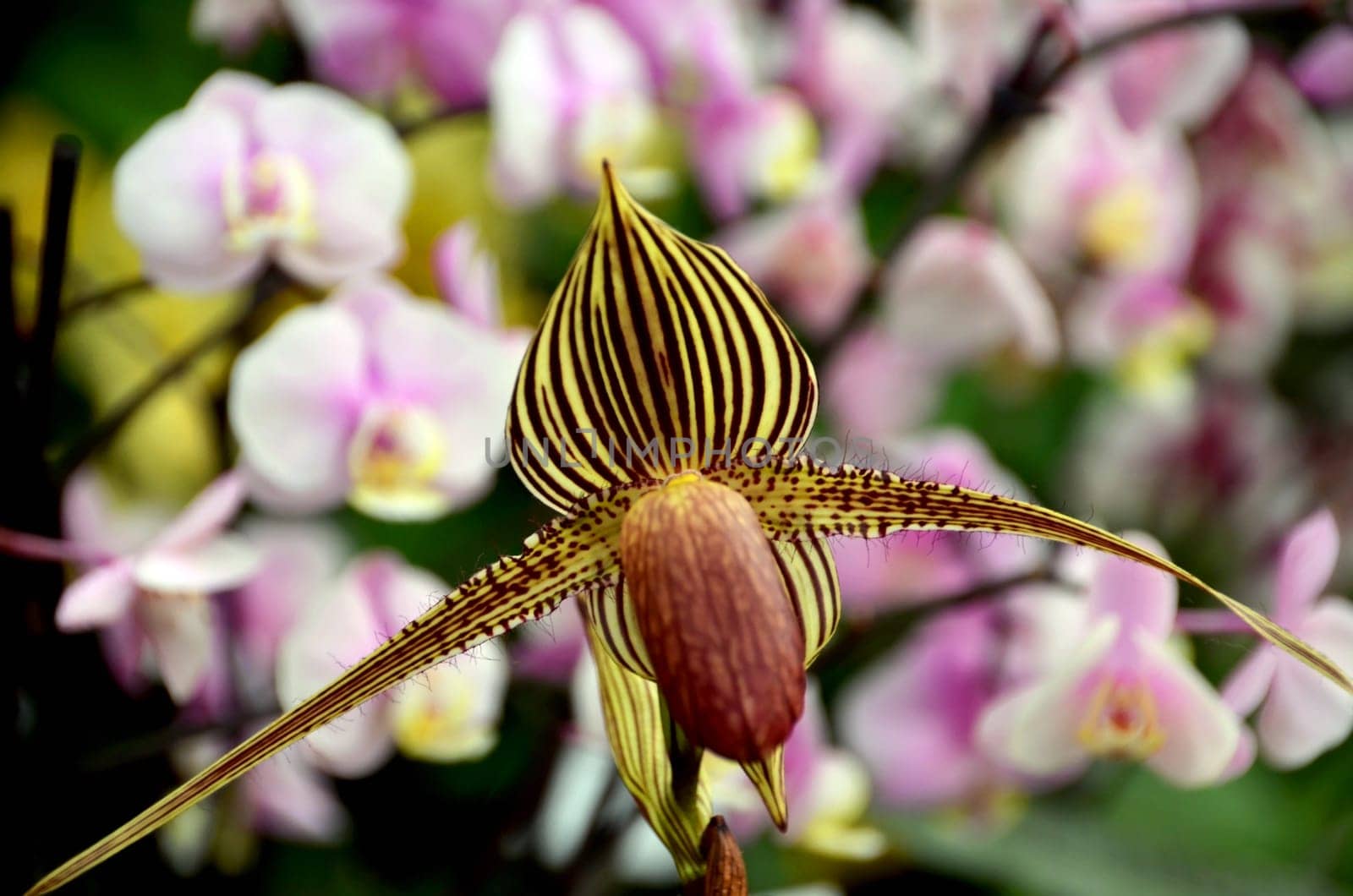 lady's slipper