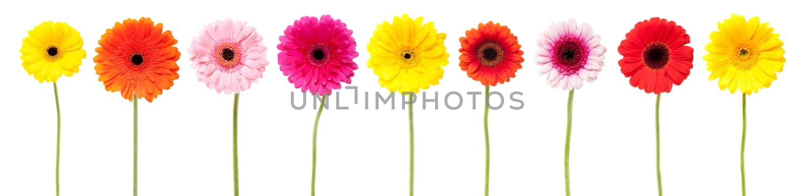 Gerberas,collection in front of white background,flower in different colors