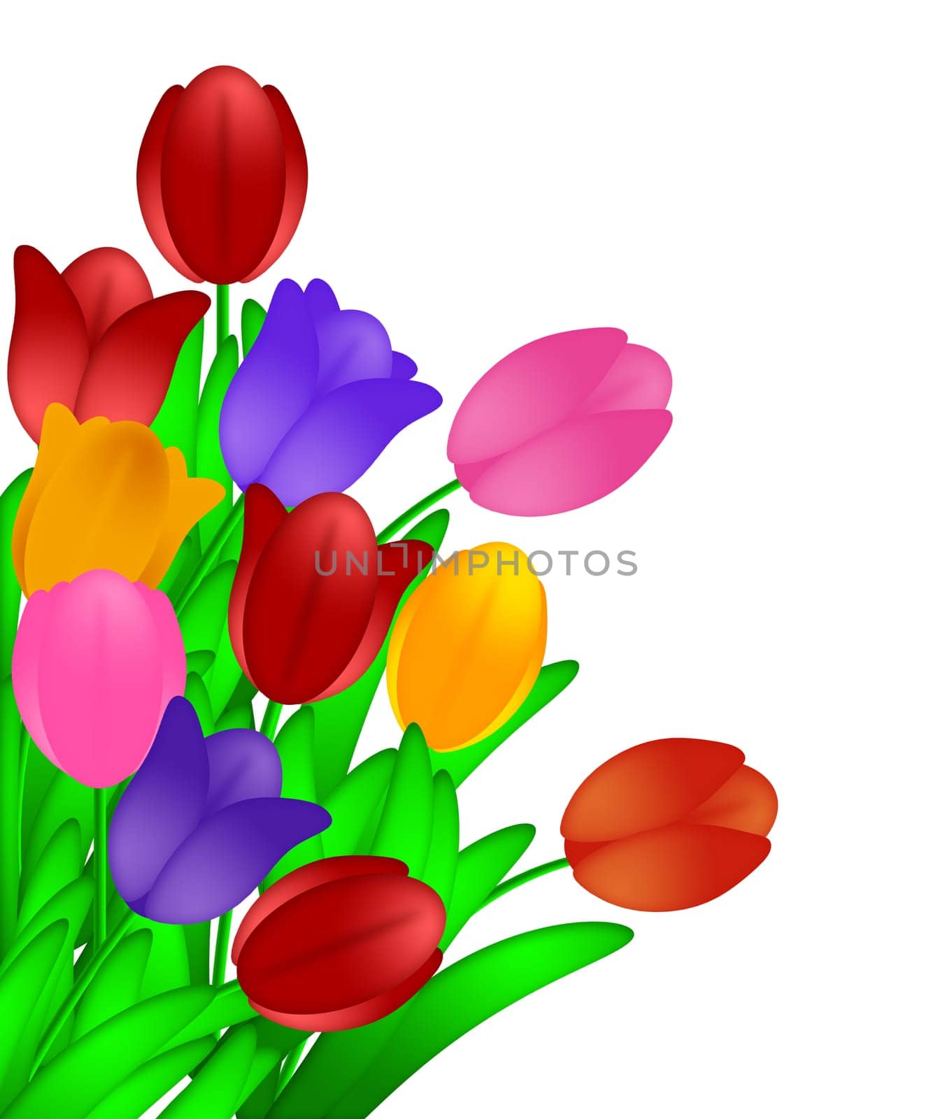 Bunch of Colorful Tulips Flowers in Spring Illustration Isolated on White Background