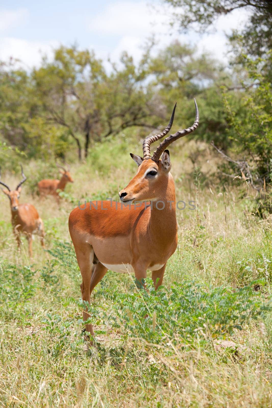 impala antelope in the savanna (Kruger Park)