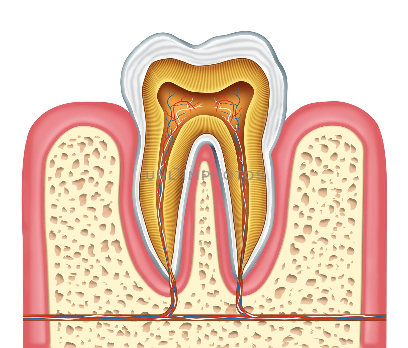 Anatomy of a healthy human tooth diagram as a dentist surgeon teeth symbol for dental clinic and oral specialist representing dentistry medicine and mouth surgery for a cavity decay illness on a frontal view white single molar tooth.